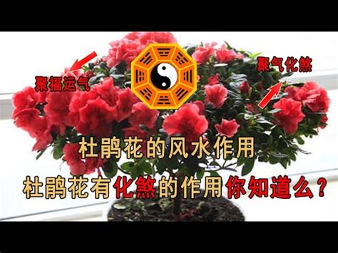 杜鵑風水|杜鵑花風水：福禍一線間